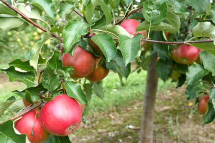 Ako vybrať a sadiť výpestky ovocných stromov a krov
