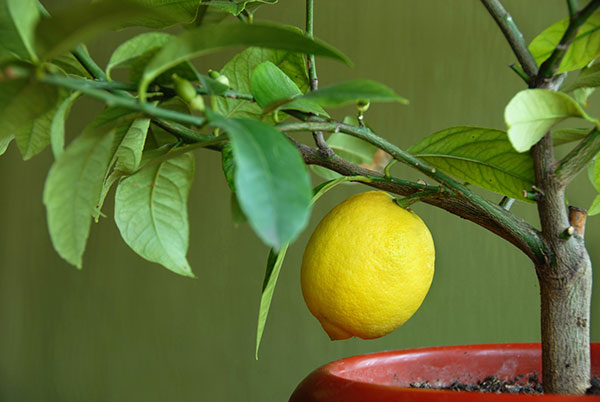 Je možné zachrániť poškodený citrónovník?