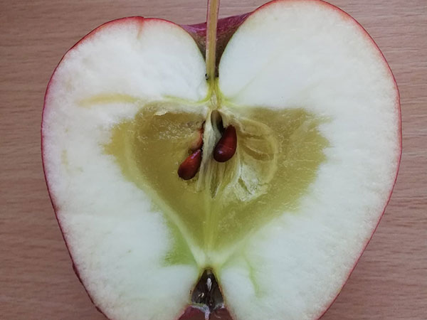 Čo spôsobuje sklovitosť jabĺk