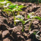 Ako, kedy a čím hnojiť priesady zeleniny?