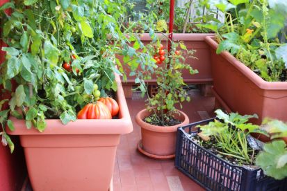 Akú zeleninu a ovocie je vhodné pestovať na balkóne