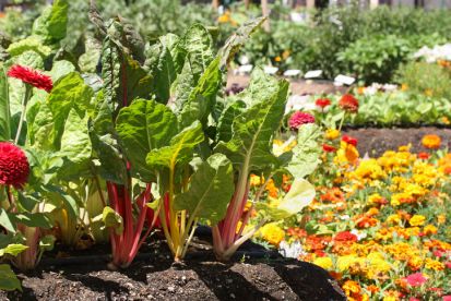 Aké druhy zeleniny, byliniek a okrasných rastlín pestovať spolu?