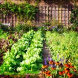 Akú zeleninu a ovocie môžete pestovať aj v malej záhradke?