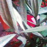 Čo robiť, keď oleander napadnú roztoče