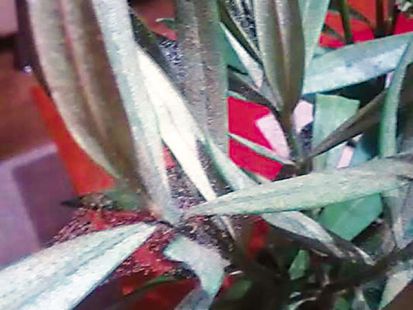 Čo robiť, keď oleander napadnú roztoče