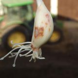 Napadnutie cesnaku roztočom