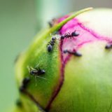 Pravda alebo mýtus: Priťahujú pivonky mravce?