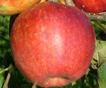 Jablko Jonagored