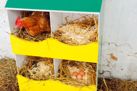 Jednoduchá výroba znáškových hniezd pre sliepky