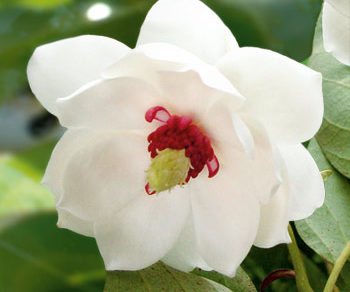 magnolia letna