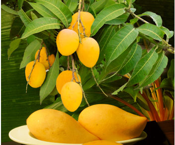 Mangovník