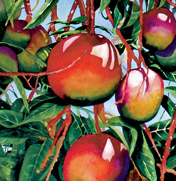 pestovanie exotickeho ovocia v byte