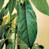 pestovanie exotickych rastlin avokado