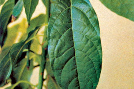 pestovanie exotickych rastlin avokado