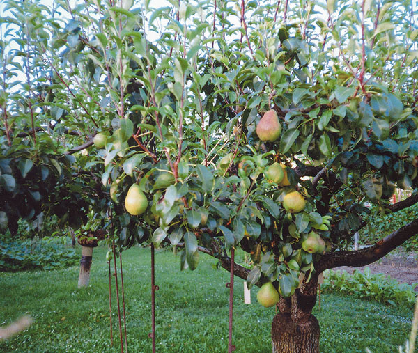 podpery pod ovocne stromy