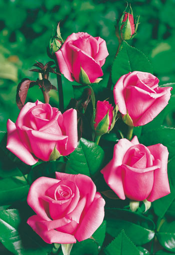 Ruža Queen Elisabeth