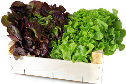 salatova zelenina vskratke