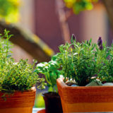 Spravte si na okne bylinkovú záhradku
