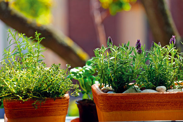 Spravte si na okne bylinkovú záhradku