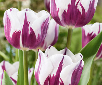 tulipan blueberry