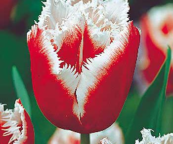 tulipan canasta