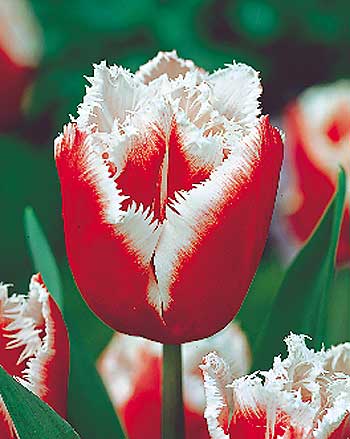 tulipan canasta