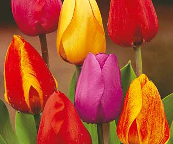 tulipan darwin hybrid