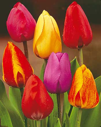 tulipan darwin hybrid