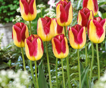 tulipany boston