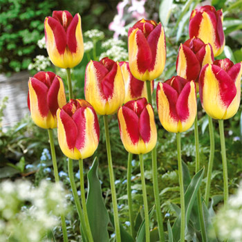 tulipany boston