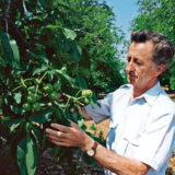 vegetativne rozmnozovanie orecha kralovskeho