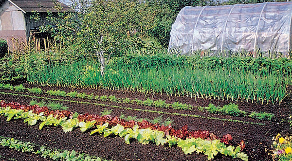 zeleninova zahrada a trojrocny plan striedania plodin