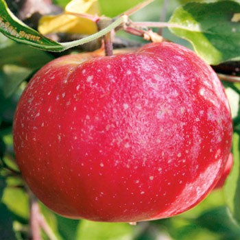 zimne jablko red love era