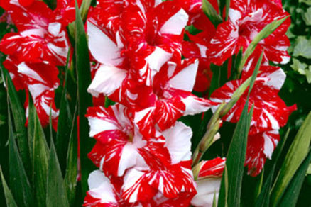 zizanie 10 12 cm hybridy gladiol